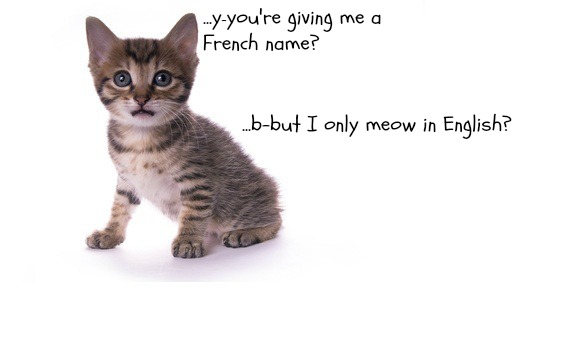 Funny pet names. Spanish Cat. Spanish for Cats. Is her Kitten funny перевод..