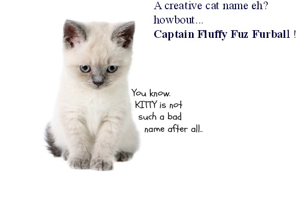 15 White Cat Names You Can't Find Anywhere Else