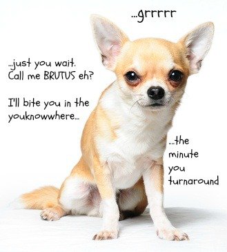 A witty puppy photo