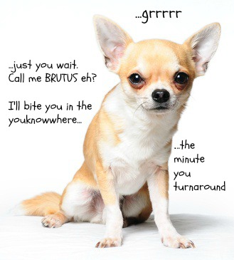 A witty puppy photo