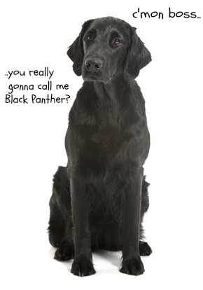 Black dog