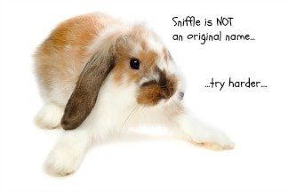 A Funny rabbit picture