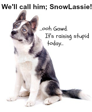 A good dog name
