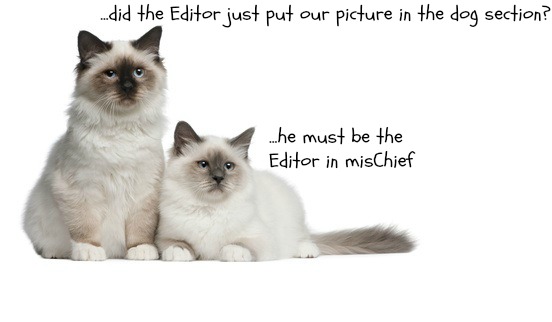 Two birman cats misplaced